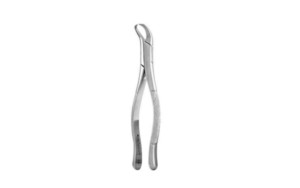 COWHORN FIRST & SECOND LOWER MOLAR #F23