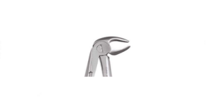LOWER PREMOLARS PREMIUM-13P
