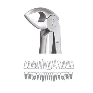 LOWER ROOT FORCEP- 33S