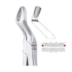 UPPER THIRD MOLARS-67AS